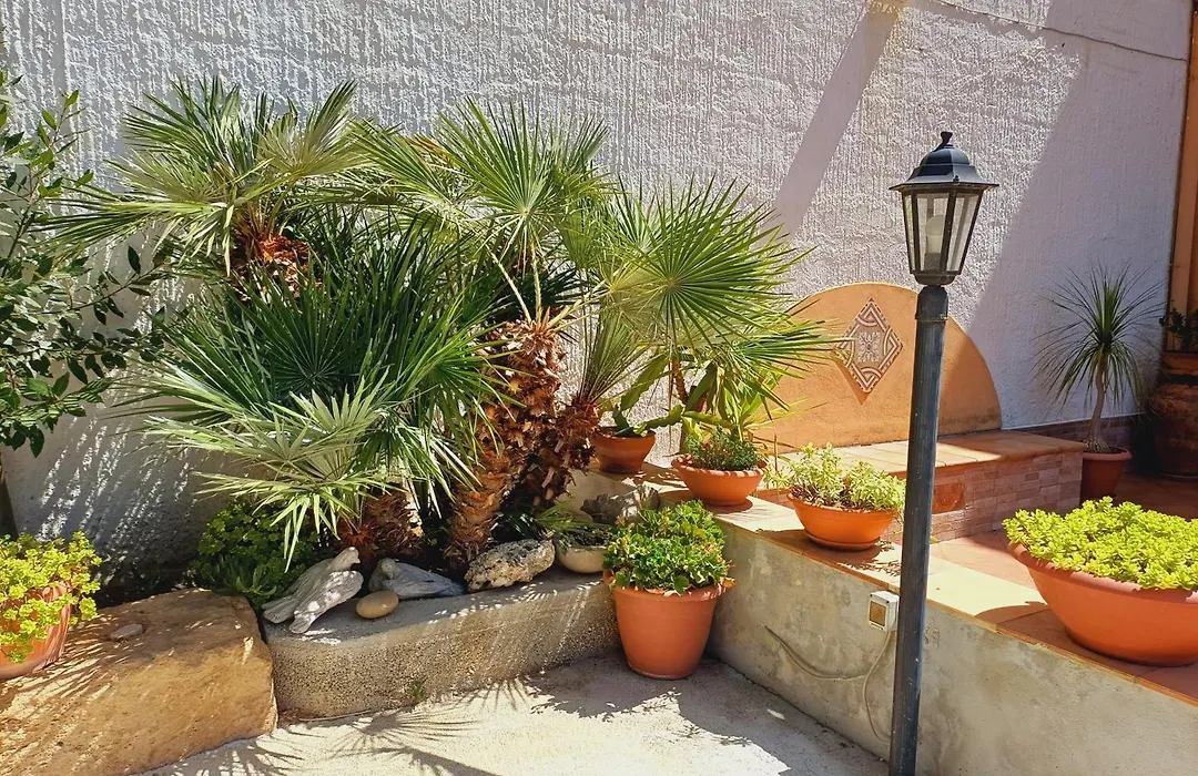 La Mimosa Di Erice-1